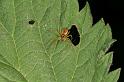 Dolomedes_fimbriatus_D4895_Z_89_Les Gris_Frankrijk
